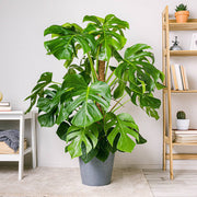 Monstera Seeds – Monstera deliciosa