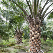 Palm Tree Seeds – Arecaceae spp.