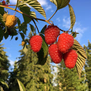 Raspberry Seeds – Rubus idaeus