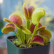 Venus Fly Trap Seeds – Dionaea muscipula
