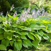 Plantain Lily Seeds - Flower Plant