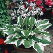 Plantain Lily Seeds - Flower Plant