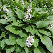 Plantain Lily Seeds - Flower Plant