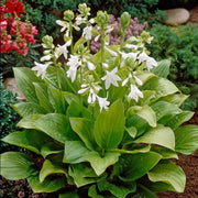 Plantain Lily Seeds - Flower Plant
