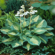 Plantain Lily Seeds - Flower Plant