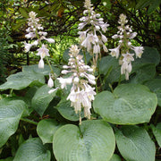 Plantain Lily Seeds