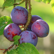 Plum Seeds - All In One For Home Gardens