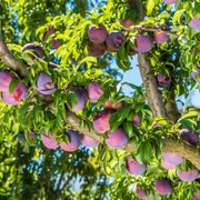 Plum Seeds - All In One For Home Gardens