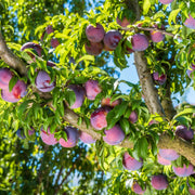 Plum Tree Seeds – Prunus domestica