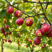 Plum Tree Seeds – Prunus domestica