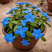 Dark Blue Plumbago Seeds Cape Leadwort Seeds