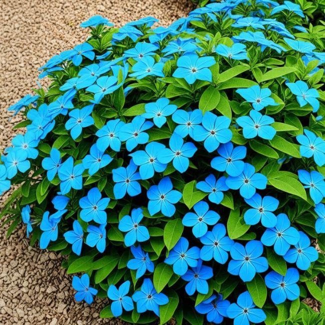 Dark Blue Plumbago Seeds Cape Leadwort Seeds
