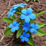 Dark Blue Plumbago Seeds Cape Leadwort Seeds