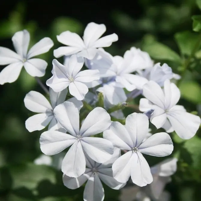 White Leadwort Plumbago auriculata Seeds