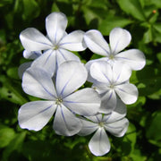 White Leadwort Plumbago auriculata Seeds