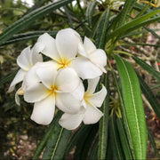 Plumeria Alba Seeds - Flower Plant
