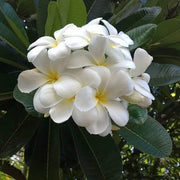 Plumeria Alba Seeds - Flower Plant