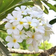 Plumeria Alba Seeds - Flower Plant