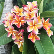 Plumeria Rubra Seeds - Flower Plant