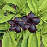 Black Plumeria Seeds Frangipani Seeds