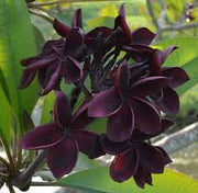 Black Plumeria Seeds Frangipani Seeds