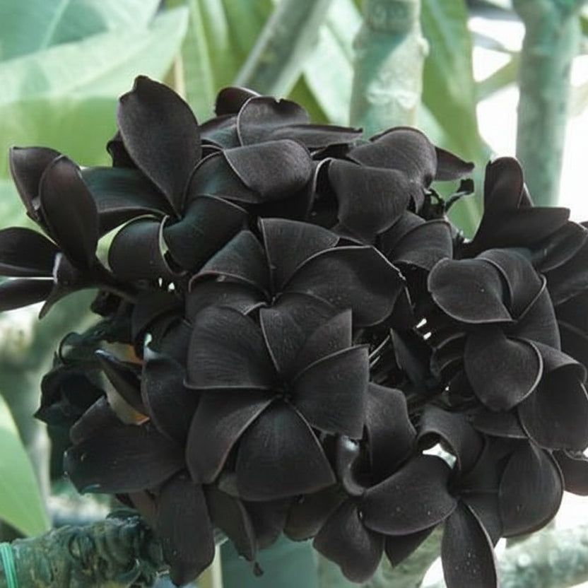 Black Plumeria Seeds Frangipani Seeds