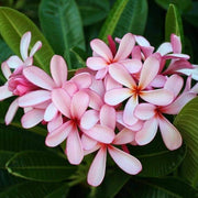 Light Pink Plumeria Seeds Frangipani Seeds