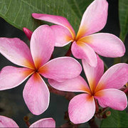 Light Pink Plumeria Seeds Frangipani Seeds