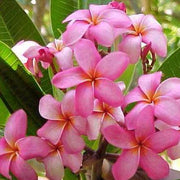 Light Pink Plumeria Seeds Frangipani Seeds