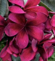 Maroon Plumeria Seeds Frangipani Seeds