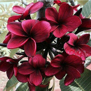 Maroon Plumeria Seeds Frangipani Seeds