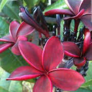 Maroon Plumeria Seeds Frangipani Seeds