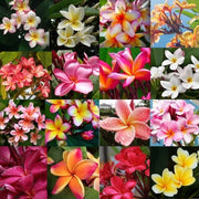 Mixed Plumeria Seeds Frangipani Seeds