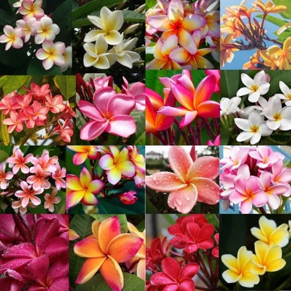 Mixed Plumeria Seeds Frangipani Seeds