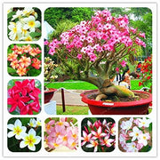Mixed Plumeria Seeds Frangipani Seeds