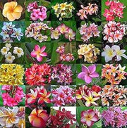 Mixed Plumeria Seeds Frangipani Seeds