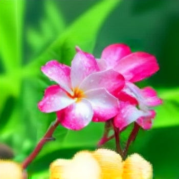 Pink & White Plumeria Seeds Frangipani Seeds