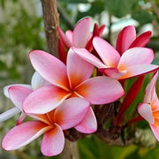 Pink & White Plumeria Seeds Frangipani Seeds