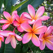 Pink & White Plumeria Seeds Frangipani Seeds