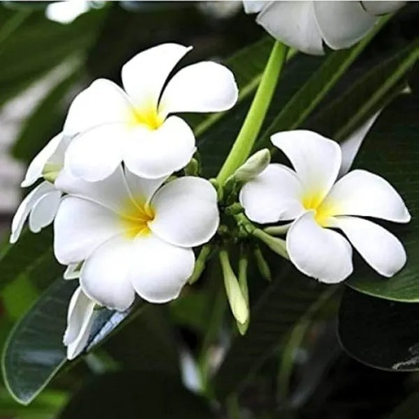 White Plumeria Seeds Frangipani Seeds