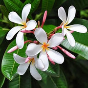 White Plumeria Seeds Frangipani Seeds