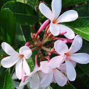 White Plumeria Seeds Frangipani Seeds