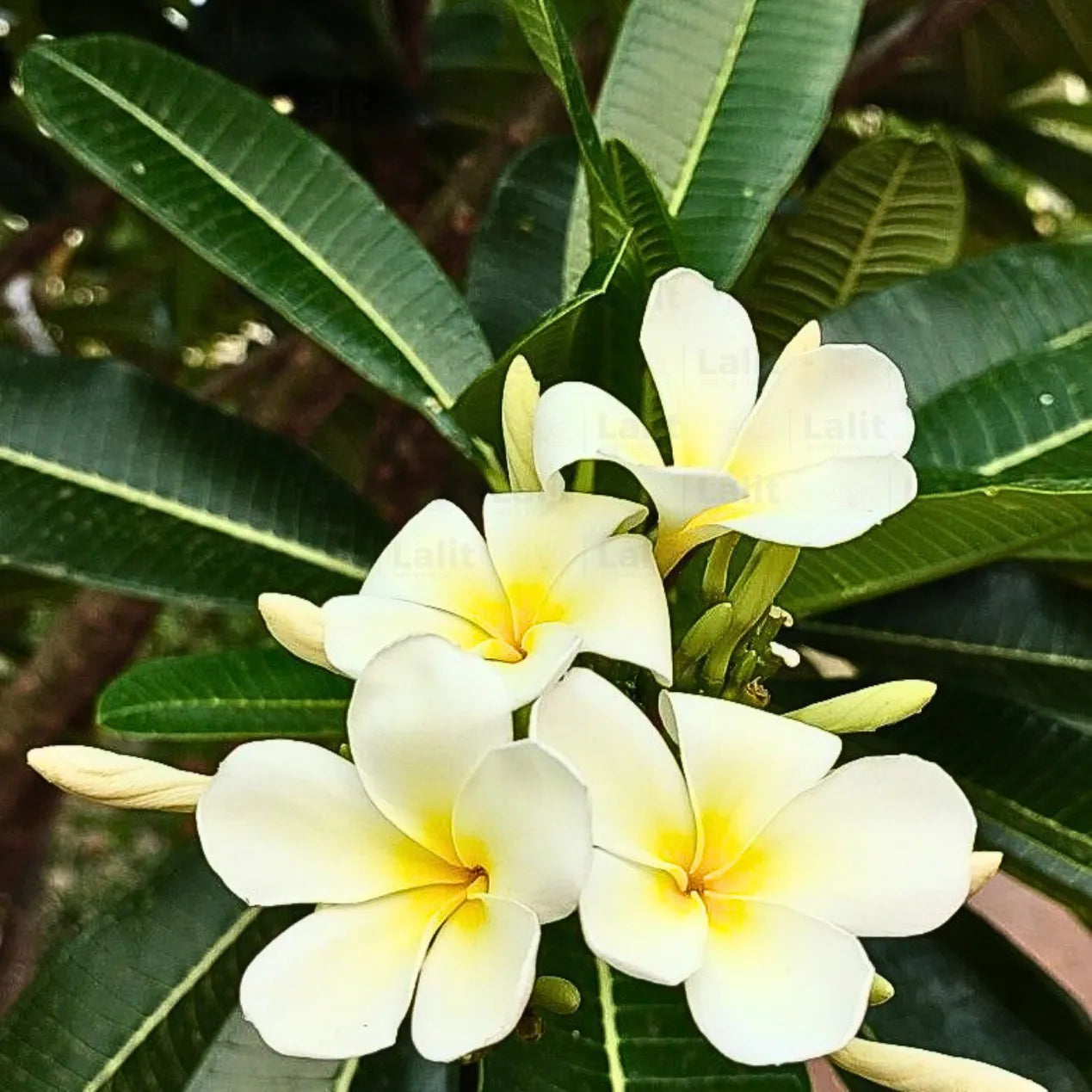 Plumeria Seeds – Plumeria rubra