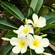 Plumeria Seeds – Plumeria rubra