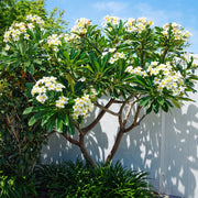 Plumeria Seeds – Plumeria rubra