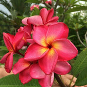 Red & White Plumeria Seeds