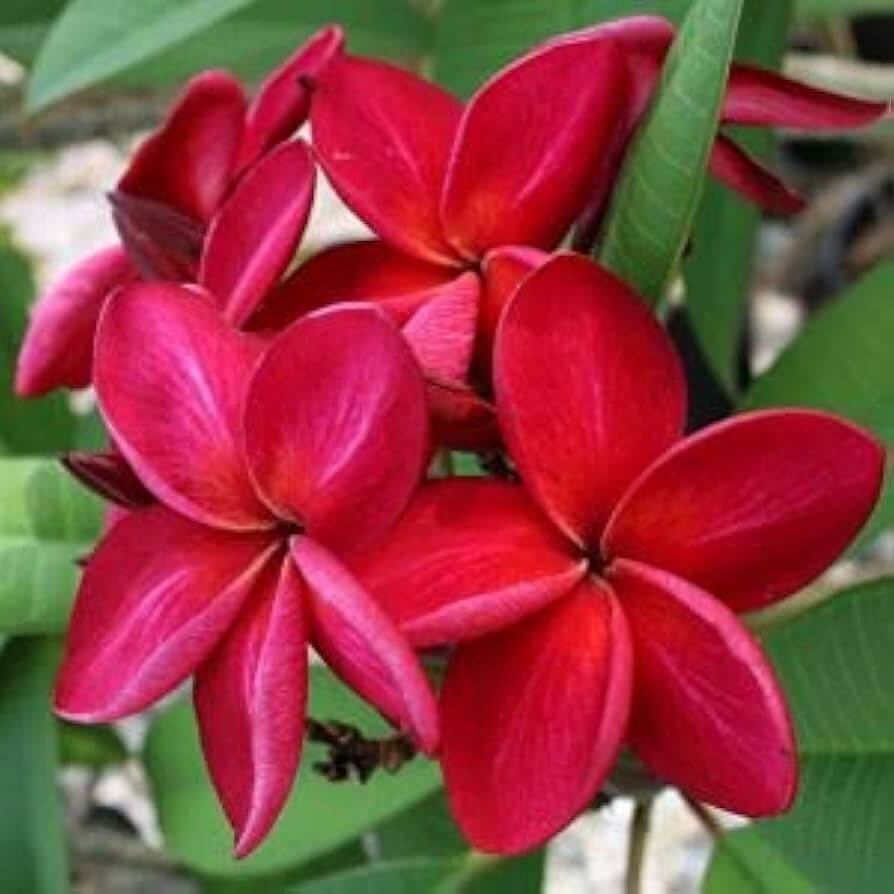 Red & White Plumeria Seeds