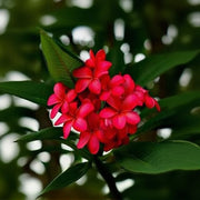 Red & White Plumeria Seeds