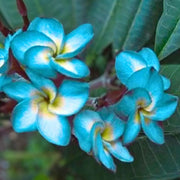 Sky Blue Plumeria Seeds