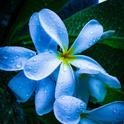 Sky Blue Plumeria Seeds